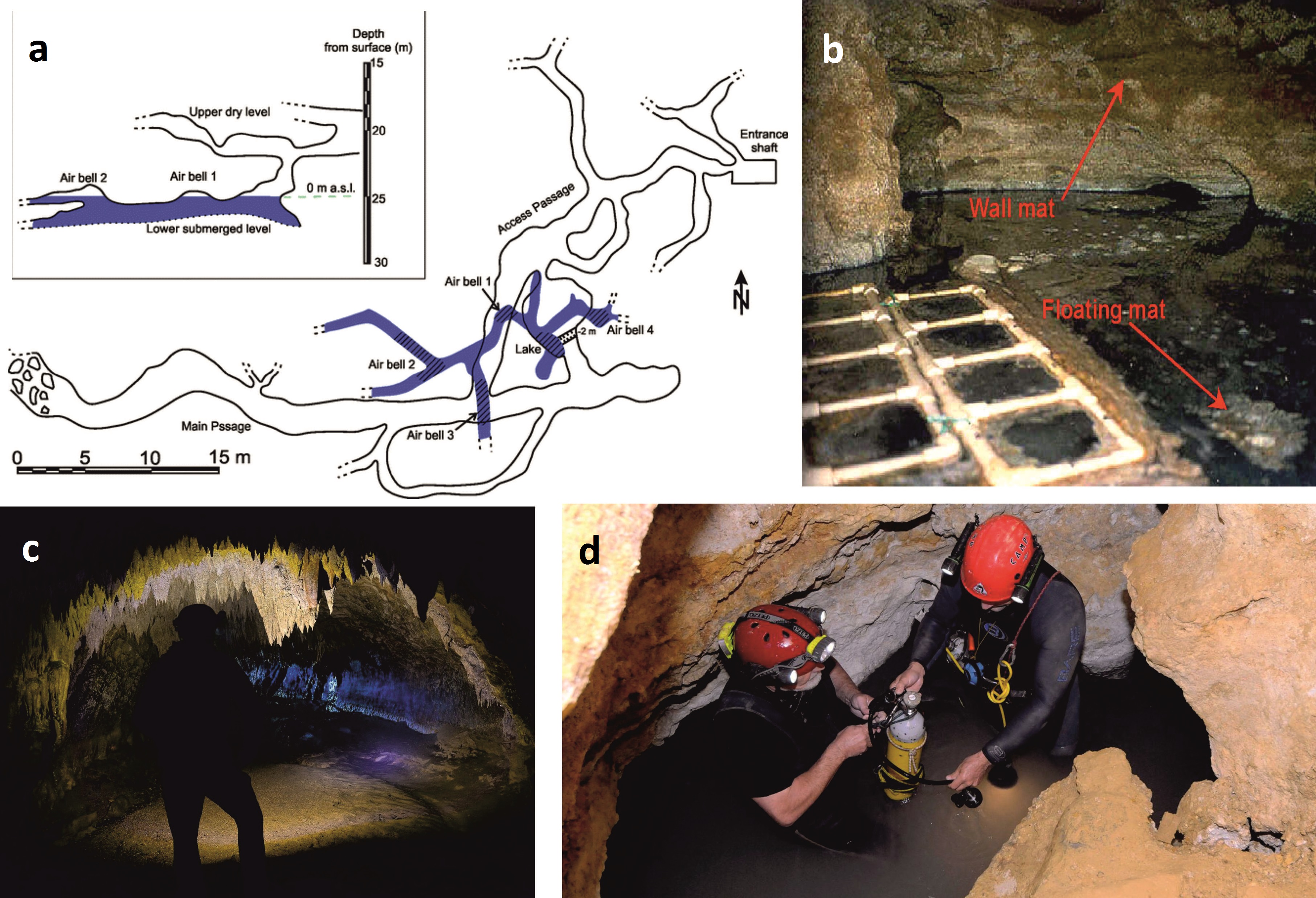 Spectacular creatures in a poisonous sulphidic atmosphere – Movile cave,  Romania –  million years time capsule – GeoERA